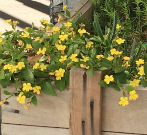 Lesson 6: The Original Human