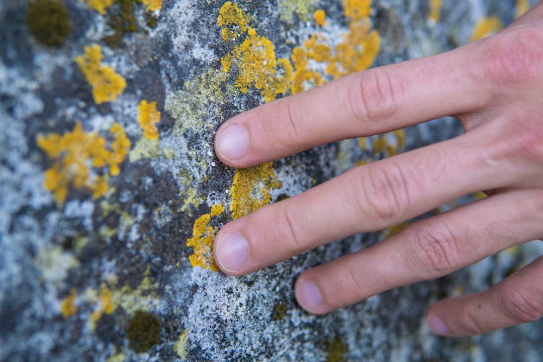 2 lichen -pexels-1537811 2 lichen -pexels-1537811