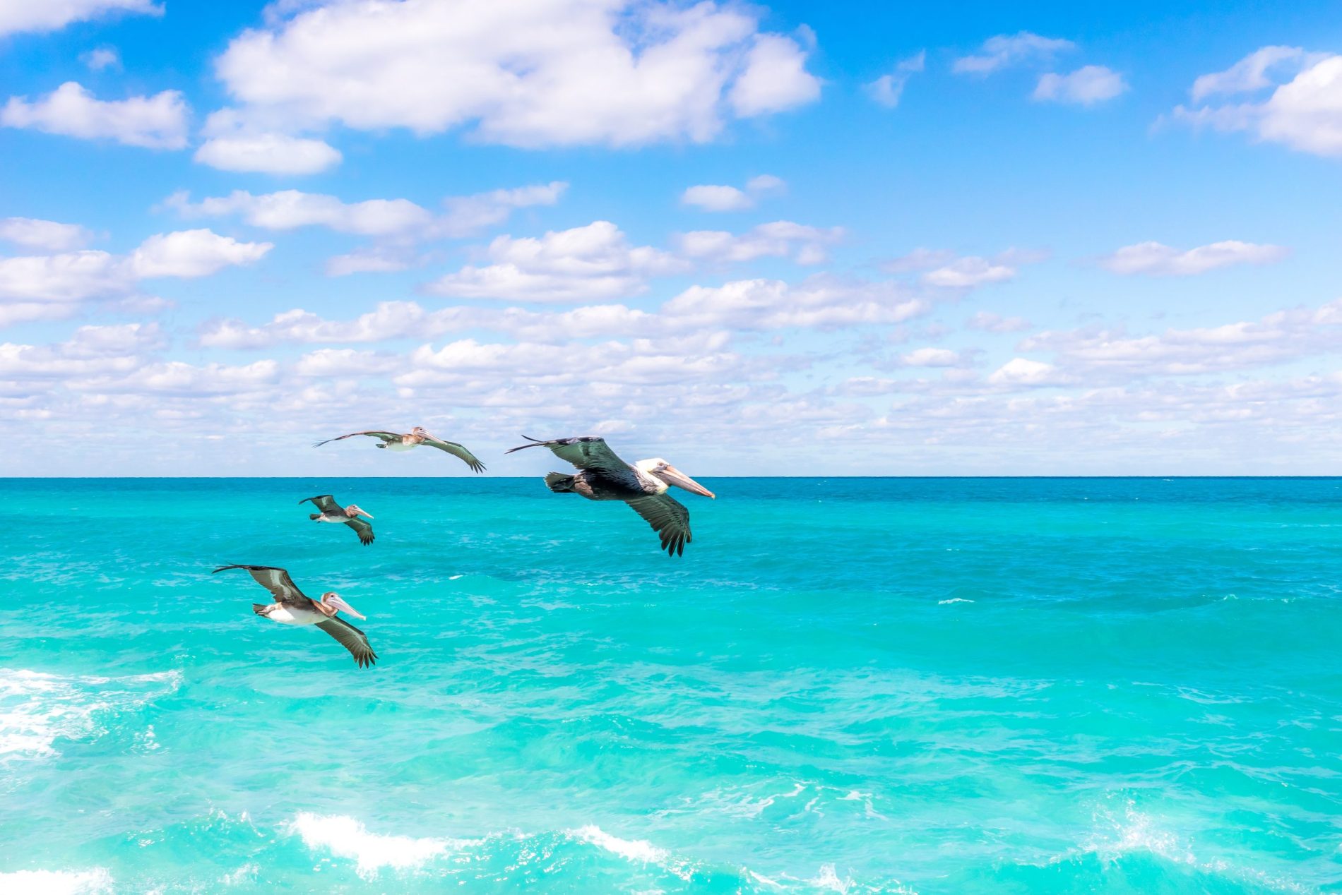 5 bird Peli. pexels-756017 5 bird Peli. pexels-756017