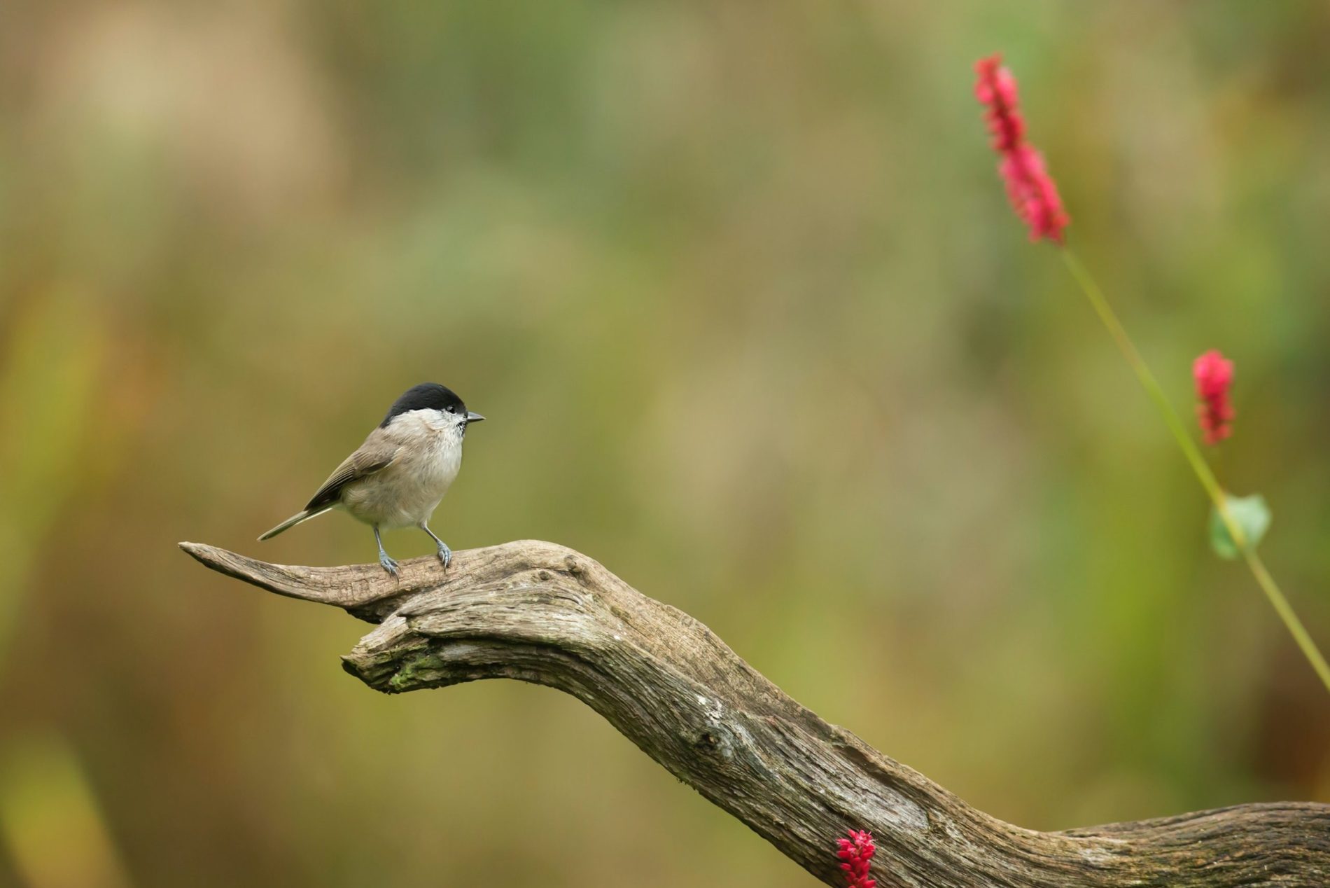 Bird.Garden-pexels-736519 Bird.Garden-pexels-736519