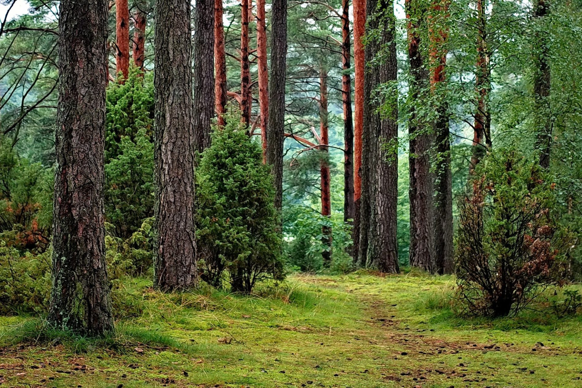 Forest. pexels-302804(1) Forest. pexels-302804(1)
